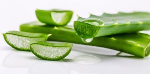 Lee más sobre el artículo ¿Qué es aloe vera? ¿Cómo se utiliza? Sus beneficios para la salud, la piel y el cabello