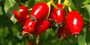 ¿Qué es el escaramujo? ¿Cuáles son sus beneficios para la salud?