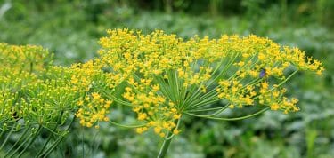 Read more about the article Fennel: Benefits, nutrition, recipes and side effects