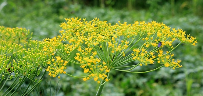 You are currently viewing Fennel: Benefits, nutrition, recipes and side effects