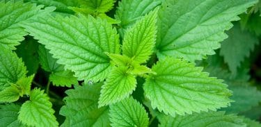 Read more about the article Stinging nettle and nettle tea: Uses, benefits and side effects