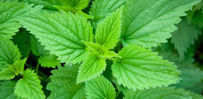You are currently viewing Stinging nettle and nettle tea: Uses, benefits and side effects