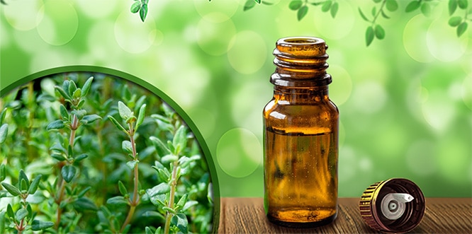 You are currently viewing Health Benefits of Thyme: What is thyme oil good for? How to use it?
