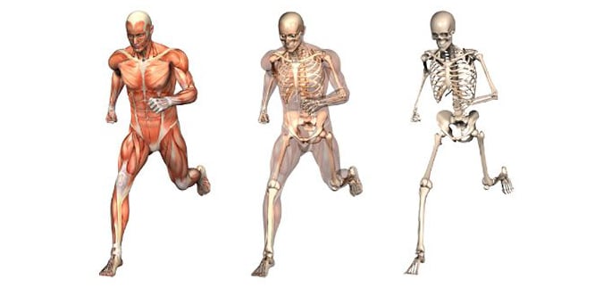 En este momento estás viendo Sarcopenia (pérdida de muscular): Causas, síntomas y tratamiento