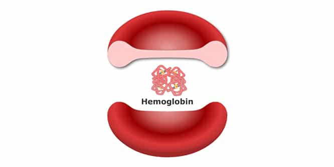 hemoglobin