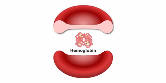 hemoglobin