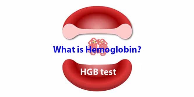 You are currently viewing What is hemoglobin? Causes of high and low levels. HGB test