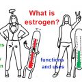 What is the function of estrogen? Causes and symptoms of high level