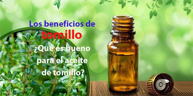 Lee más sobre el artículo Los beneficios de tomillo ¿Qué es bueno para el aceite de tomillo?