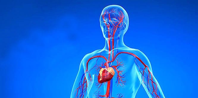 Read more about the article Angiography (Angiogram): Preparation, procedure, results and risks