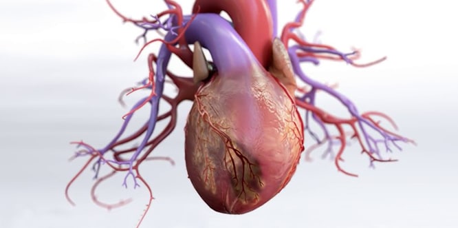Read more about the article What is Coronary Artery Disease? Symptoms and treatments
