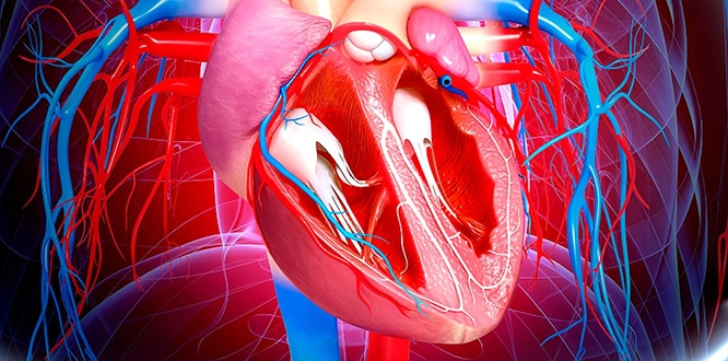 Вы сейчас просматриваете Что такое ишемическая болезнь сердца? Симптомы и лечение