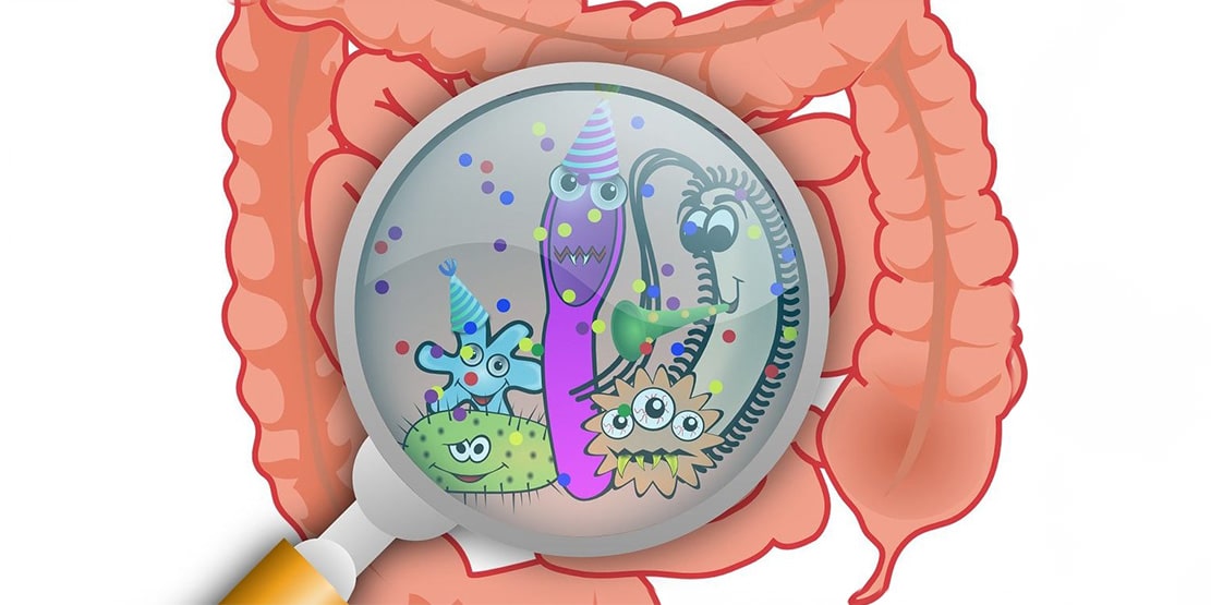 You are currently viewing Gut Bacteria May Play a Key Role in Preventing Diabetes and Obesity