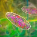 CRISPR-Engineered Bacteria: A Revolutionary New Tool in Cancer Detection